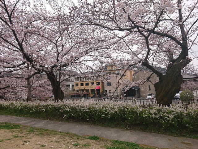 京都市京セラ美術館の敷地からの眺め